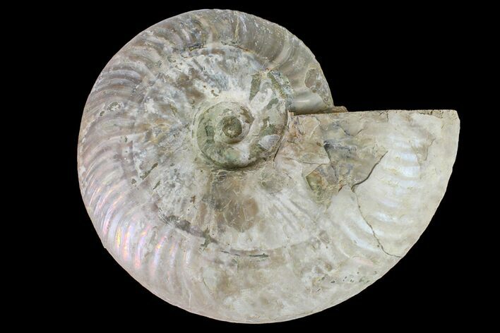 Silver Iridescent Ammonite (Cleoniceras) Fossil - Madagascar #159394